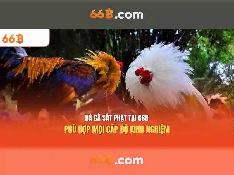 66b: một khái niệm liên ngành và hành trình khám phá