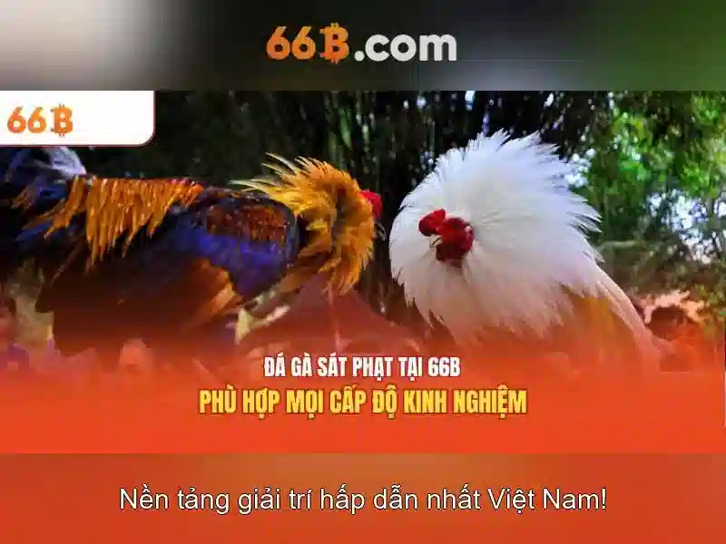 66b: phân tích và ứng dụng