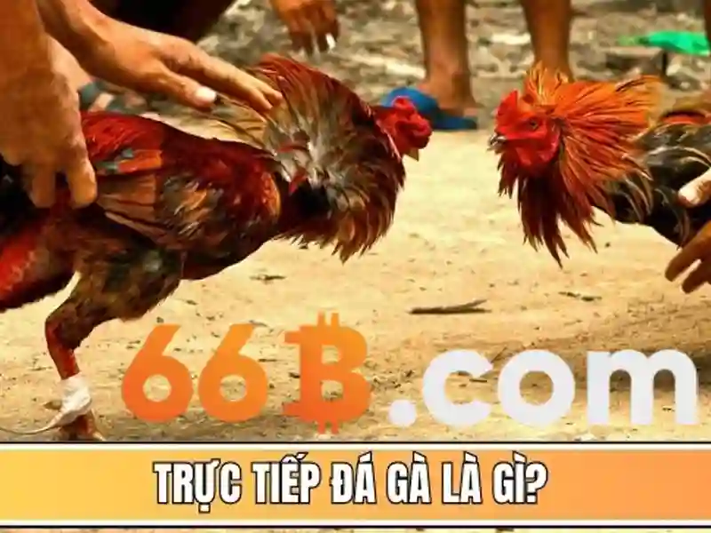 66b là gì? Một khái niệm và ứng dụng