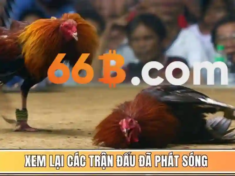 66b: Khía cạnh và tiềm năng